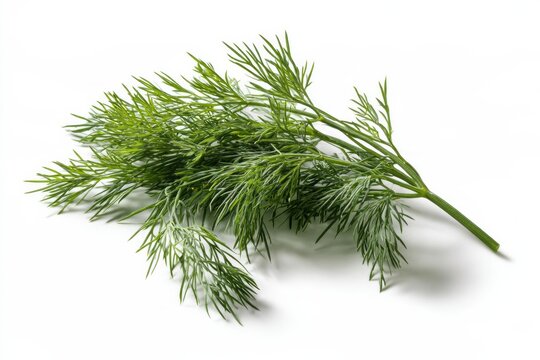Fresh Green Dill Sprigs Bunch on White Background Raw Organic Herbs Ingredient Healthy Vegetarian Food Concept