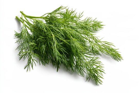 Fresh Green Dill Sprigs Bunch on White Background Raw Organic Herbs Ingredient Healthy Vegetarian Food Concept