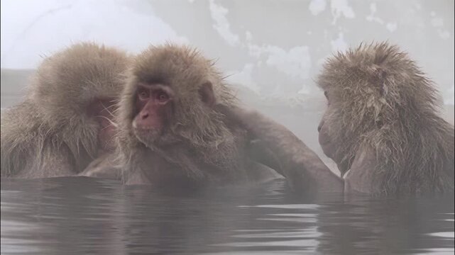 Japanese macaques grooming each other while relaxing in a natural hot spring during winter