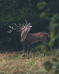 Jeleń szlachetny podczas rykowiska w naturalnym środowisku leśnym   © MarcinRoj.Fotografia
