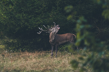 Jeleń szlachetny podczas rykowiska w naturalnym środowisku leśnym   © MarcinRoj.Fotografia