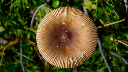 Top view of round mushroom cap growing in forest © Adam