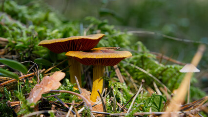Wild mushrooms with orange gills growing in forest moss © Adam