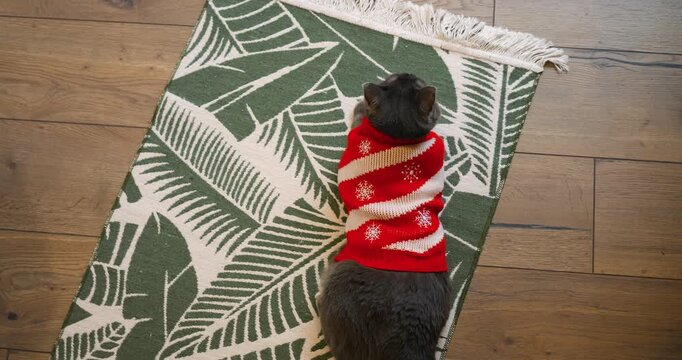 Gray cat wearing red sweater crawls awkwardly across patterned rug in cozy home living room interior. Domestic feline turns around while adjusting to festive warm knitted pet holiday apparel.