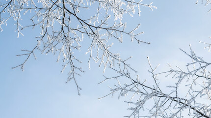 Obraz premium Frozen branches with crystalline hoarfrost against a bright clear blue winter sky