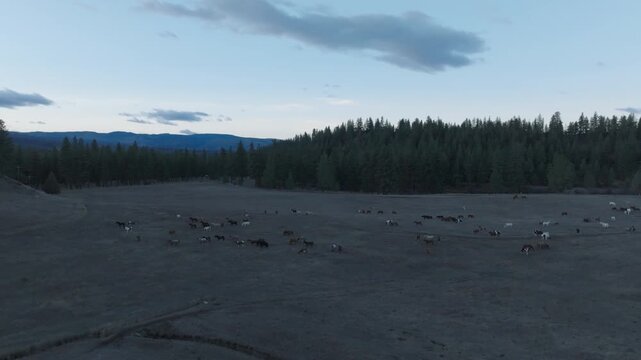 Aerial view of a horse herd in a Montana meadow at dusk