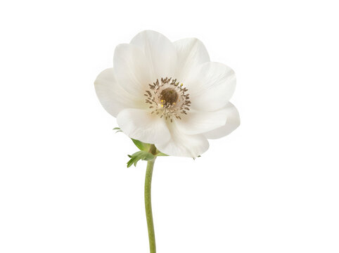 Single white anemone flower isolated on clean background