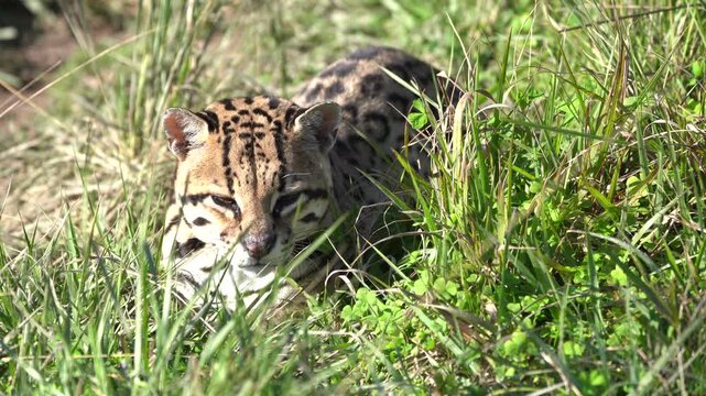 Ocelot face peering through tall green grass