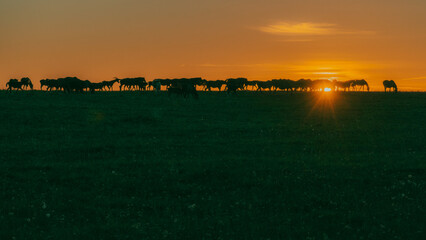 Large herd of horses silhouetted along the horizon at dramatic orange sunset © Edijs