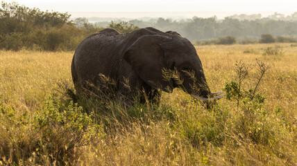 The Lone Elephant © creativebrosis