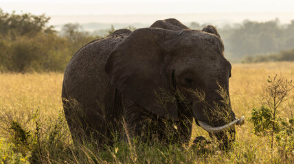 The Lone Elephant © creativebrosis