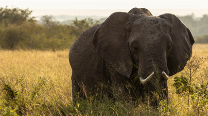 The Lone Elephant © creativebrosis