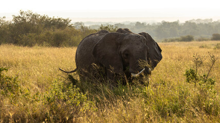 The Lone Elephant © creativebrosis