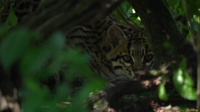 Ocelot face peering through green leaves in close-up