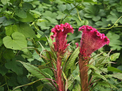 Vibrant Pink Cockscomb Flowers in a Lush Green Garden