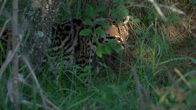 Ocelot prowling through tall grass under trees
