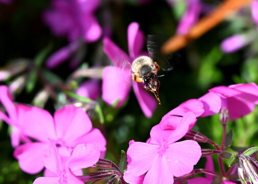 Flox mit Wildbiene im Schwebeflug