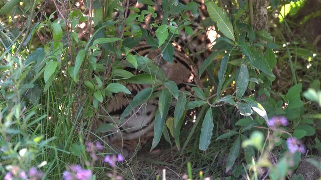 Ocelot resting hidden among green foliage with purple wildflowers