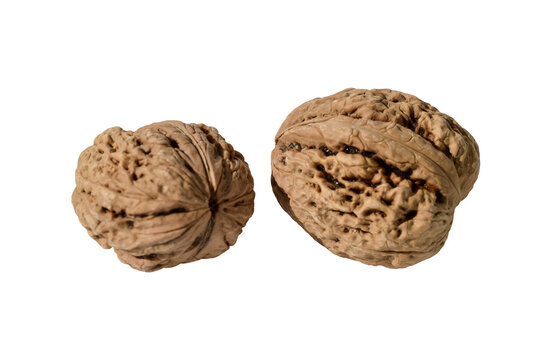 Two whole walnuts in shells isolated on transparent background