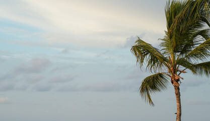 Windblown palm tree against cloudy tropical coastal sky © Alla