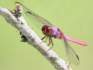 A Focus Stacked Extreme Close-up Image of a Male Roseate Skimmer Dragonfly © sdbower