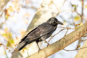 Obraz premium Photograph of an Australian Raven black bird standing on a branch in a tree on a sunny day in the Western Sydney town of Penrith in New South Wales, Australia