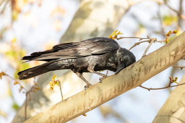 Obraz premium Photograph of an Australian Raven black bird standing on a branch in a tree on a sunny day in the Western Sydney town of Penrith in New South Wales, Australia