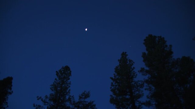 Crescent moon in a deep blue night sky over silhouetted ponderosa pine trees