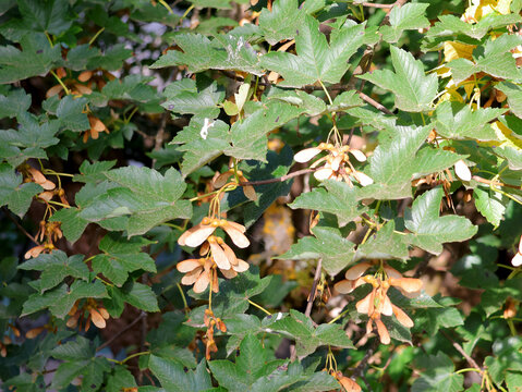 feuilles et graines de l &eacute;rable