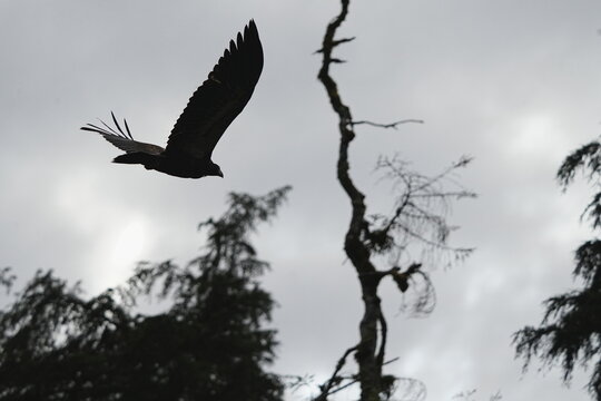 Bald eagle silhouette flying across the sky