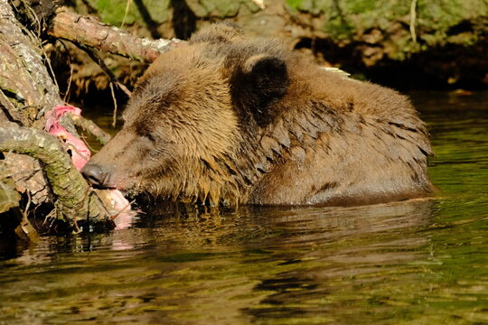 Brown bear eating a freshly caught salmon by the river