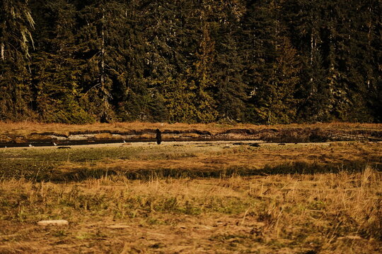 Brown bear standing in a coastal estuary