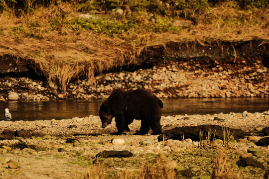 Brown bear walking on a gravel river bar