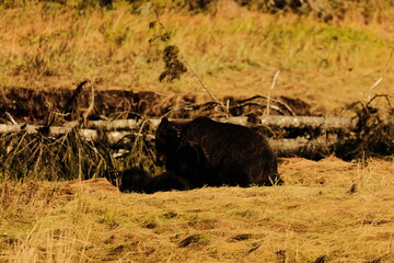 Obraz premium Brown bear grazing in a green grassy meadow