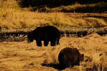 Obraz premium Brown bear grazing in a green grassy meadow