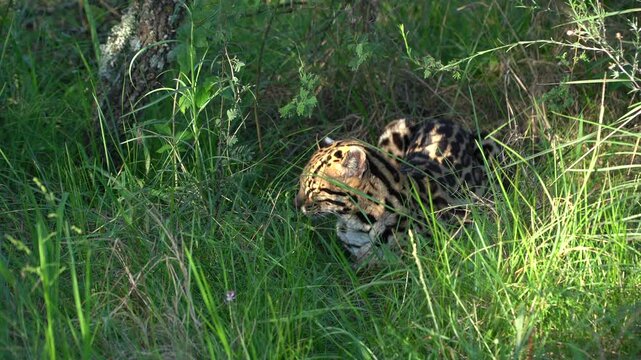 Two ocelots resting together in tall green grass near a tree