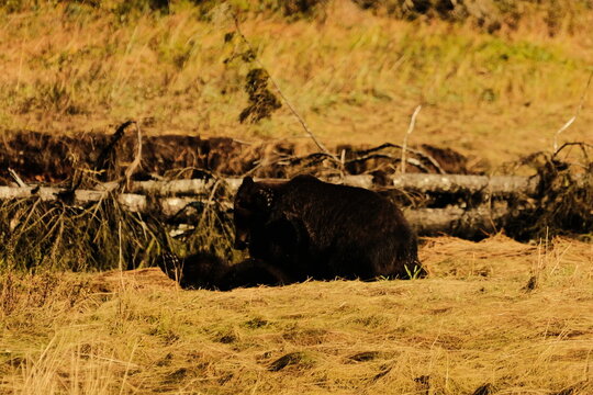 Brown bear grazing in a green grassy meadow
