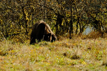 Obraz premium Brown bear grazing in a green grassy meadow