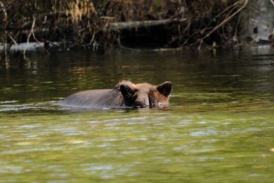 Brown bear swimming across a river