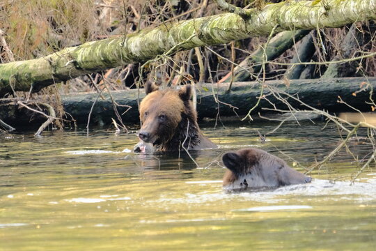 Brown bear swimming across a river