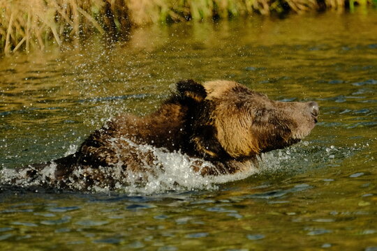 Brown bear swimming across a river