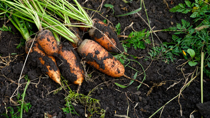 Obraz premium A bunch of freshly harvested organic carrots lying on dark, fertile garden soil with green tops.