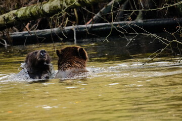 Two young brown bears playing together in a river