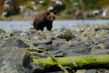 Brown bears walking along a rocky riverbank