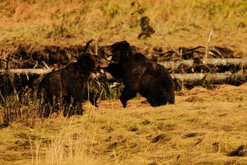 Obraz premium Two brown bears sparring in a green grassy meadow