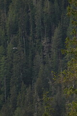Obraz premium Dense evergreen forest covering a steep hillside