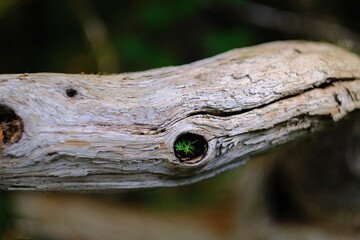 Obraz premium Weathered driftwood with a small green plant in a knot