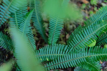 Obraz premium Close view of bright green fern fronds with soft background