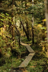 Obraz premium Narrow wooden boardwalk winding through a dense forest