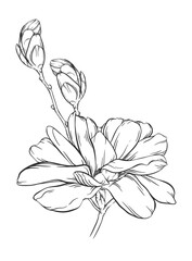 Fototapeta premium Vector magnolia branch linear illustration. Big hand drawn blooming flower. Open lush bud, two closed burgeon. Spring botanical image. Graphic plant element. Old ink art. Vintage floral outline sketch